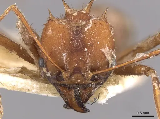 Atta laevigata specimen CASENT0909448 image casent0909448_2