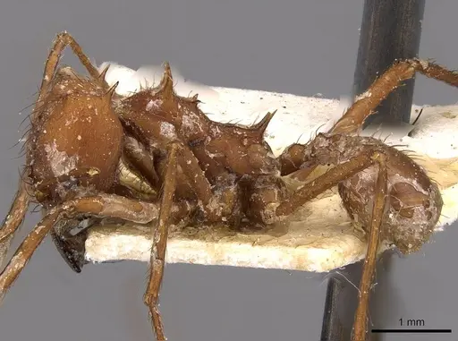 Atta laevigata specimen CASENT0909448 image casent0909448_3