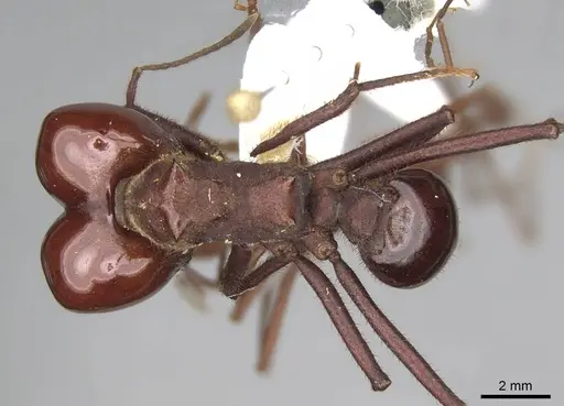 Atta laevigata specimen CASENT0922055 image casent0922055_1
