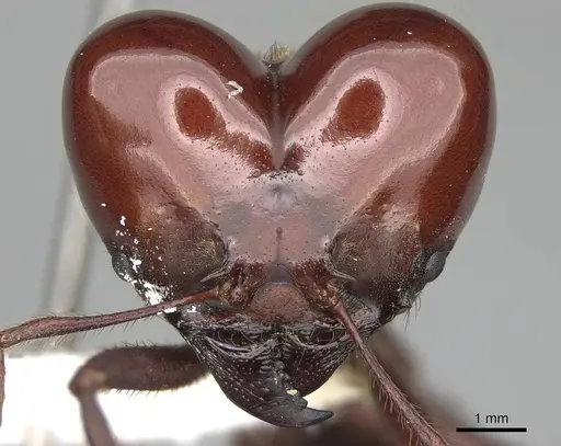 Atta laevigata specimen CASENT0922055 image casent0922055_2
