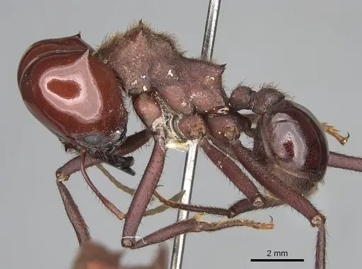 Atta laevigata specimen CASENT0922055 image casent0922055_3