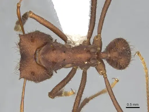 Atta laevigata specimen CASENT0922056 image casent0922056_1
