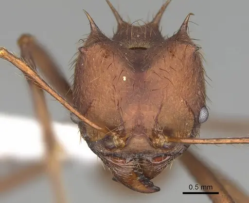 Atta laevigata specimen CASENT0922056 image casent0922056_2