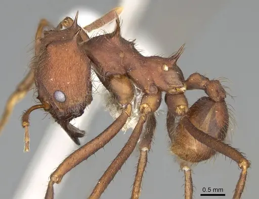 Atta laevigata specimen CASENT0922056 image casent0922056_3