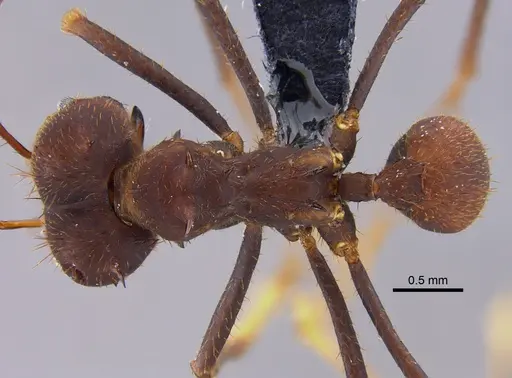 Atta laevigata specimen CBUMAGENT41875 image cbumagent41875_1