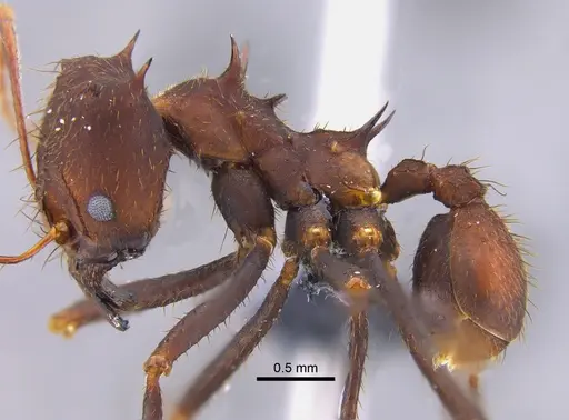 Atta laevigata specimen CBUMAGENT41875 image cbumagent41875_3