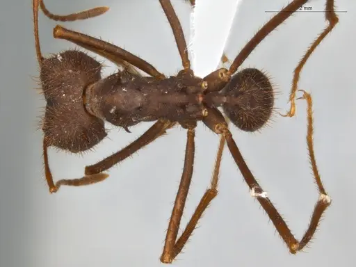 Atta laevigata specimen ECOFOG-OI17-0070-02 image ecofog-oi17-0070-02_1