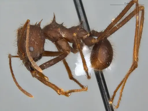 Atta laevigata specimen ECOFOG-OI17-0070-02 image ecofog-oi17-0070-02_3