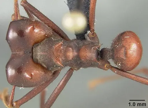 Atta laevigata specimen USNMENT01124206 image usnment01124206_1