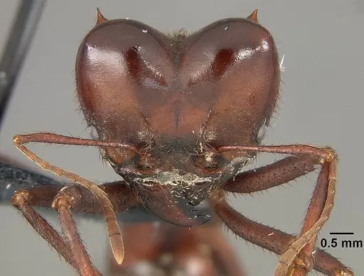 Atta laevigata specimen USNMENT01124206 image usnment01124206_2