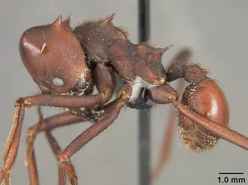 Atta laevigata specimen USNMENT01124206 image usnment01124206_3