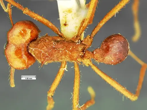 Atta mexicana specimen CASENT0105607 image casent0105607_1