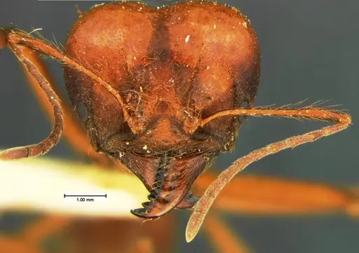 Atta mexicana specimen CASENT0105607 image casent0105607_2