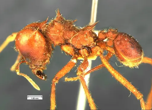 Atta mexicana specimen CASENT0105607 image casent0105607_3