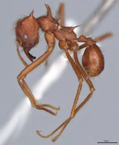 Atta mexicana specimen CASENT0421367 image casent0421367_2