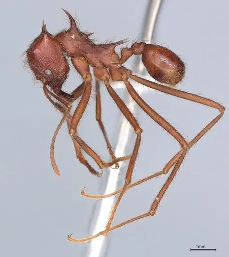 Atta mexicana specimen CASENT0421371 image casent0421371_2