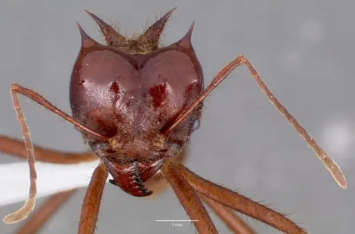Atta mexicana specimen CASENT0421377 image casent0421377_2