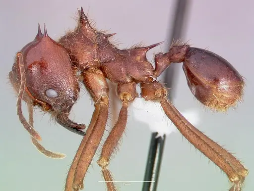Atta mexicana specimen CASENT0421377 image casent0421377_3