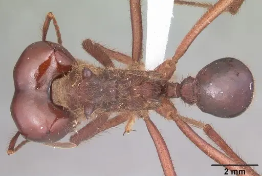 Atta mexicana specimen CASENT0421379 image casent0421379_1