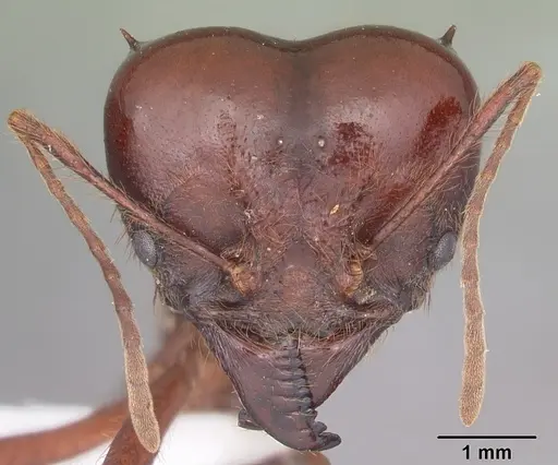 Atta mexicana specimen CASENT0421379 image casent0421379_2
