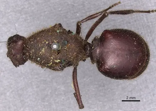 Atta mexicana specimen CASENT0900486 image casent0900486_1