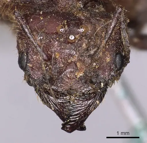 Atta mexicana specimen CASENT0900486 image casent0900486_2
