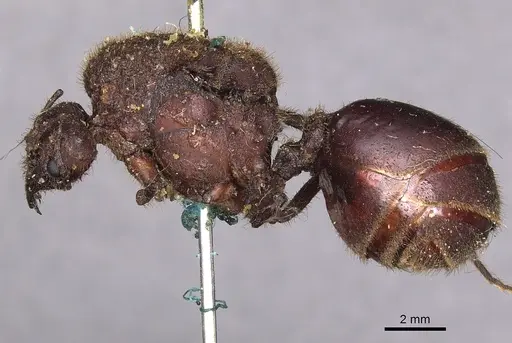 Atta mexicana specimen CASENT0900486 image casent0900486_3