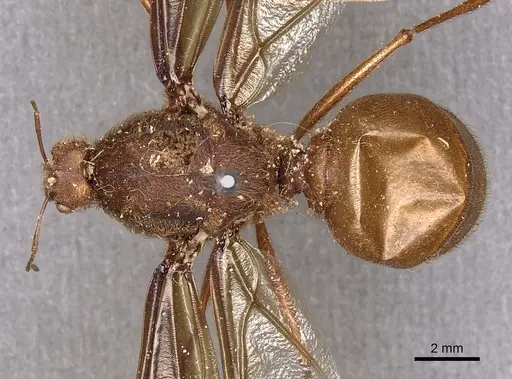 Atta mexicana specimen CASENT0900487 image casent0900487_1