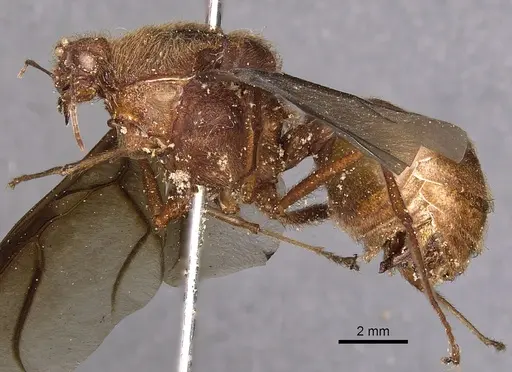 Atta mexicana specimen CASENT0900487 image casent0900487_3