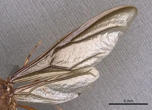 Atta mexicana specimen CASENT0900487 image casent0900487_4