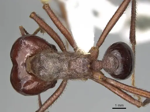 Atta mexicana specimen CASENT0922057 image casent0922057_1