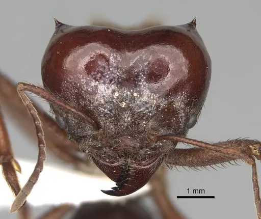 Atta mexicana specimen CASENT0922057 image casent0922057_2