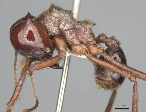 Atta mexicana specimen CASENT0922057 image casent0922057_3