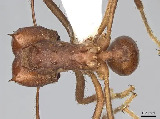 Atta mexicana specimen CASENT0922058 image casent0922058_1