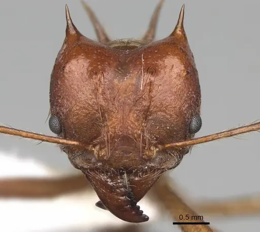 Atta mexicana specimen CASENT0922058 image casent0922058_2