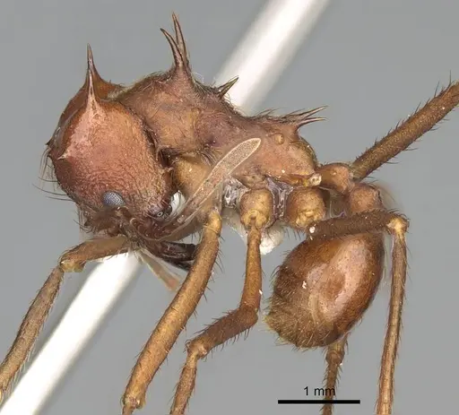 Atta mexicana specimen CASENT0922058 image casent0922058_3