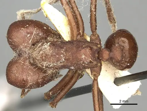 Atta opaciceps specimen CASENT0281783 image casent0281783_1