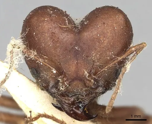 Atta opaciceps specimen CASENT0281783 image casent0281783_2