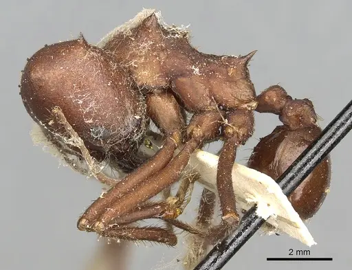 Atta opaciceps specimen CASENT0281783 image casent0281783_3