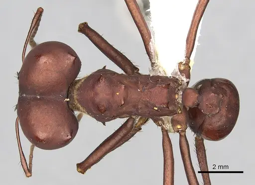 Atta robusta specimen CASENT0281781 image casent0281781_1