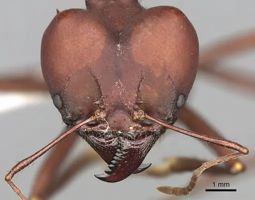 Atta robusta specimen CASENT0281781 image casent0281781_2