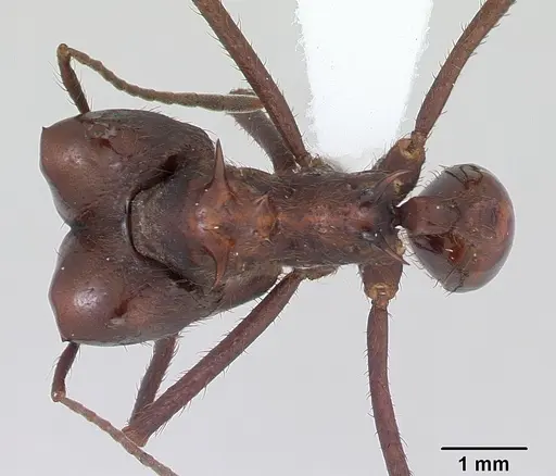 Atta saltensis specimen CASENT0173814 image casent0173814_1