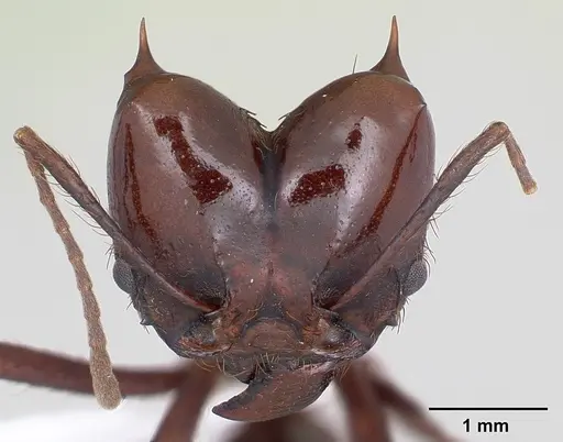 Atta saltensis specimen CASENT0173814 image casent0173814_2
