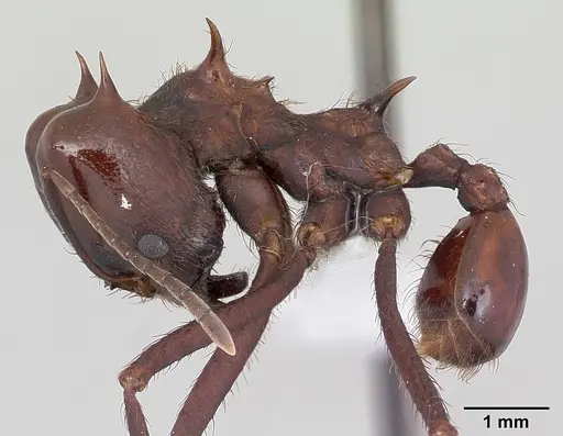 Atta saltensis specimen CASENT0173814 image casent0173814_3