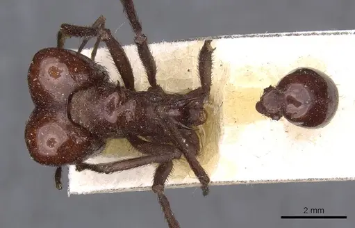 Atta saltensis specimen CASENT0909444 image casent0909444_1
