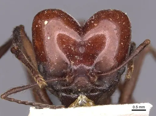 Atta saltensis specimen CASENT0909444 image casent0909444_2