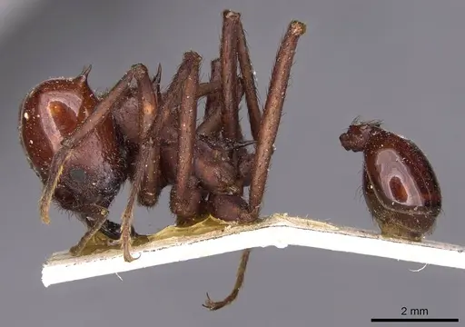 Atta saltensis specimen CASENT0909444 image casent0909444_3