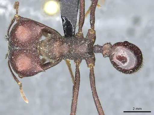 Atta saltensis specimen CASENT0912492 image casent0912492_1