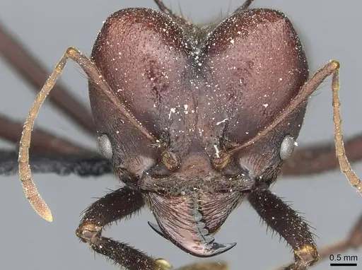 Atta saltensis specimen CASENT0912492 image casent0912492_2