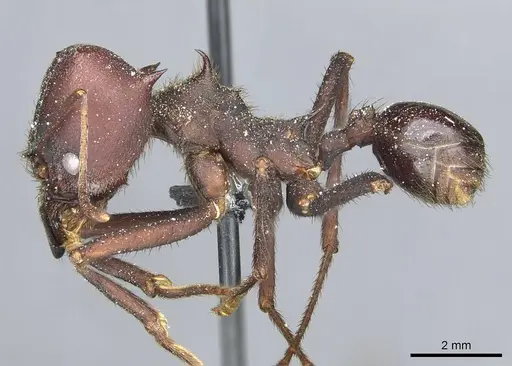 Atta saltensis specimen CASENT0912492 image casent0912492_3